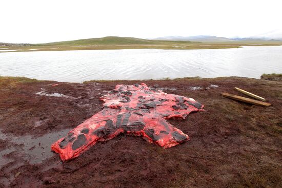 Walrus hunt, Chukotka