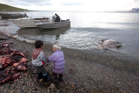 Walrus hunt, Chukotka
