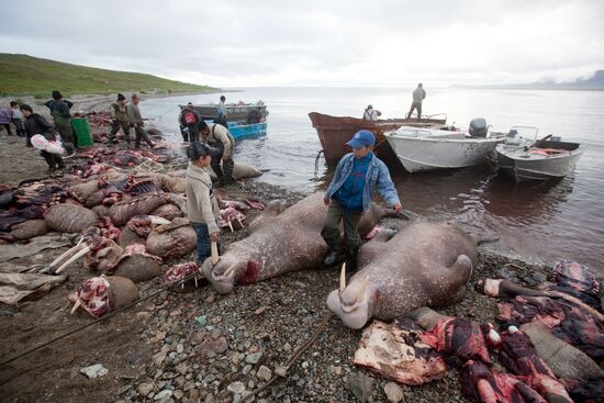 Walrus hunt, Chukotka