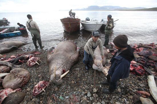 Walrus hunt, Chukotka