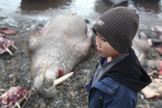 Walrus hunt, Chukotka