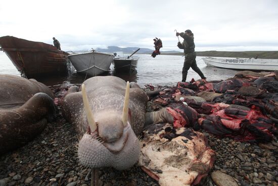 Walrus hunt, Chukotka