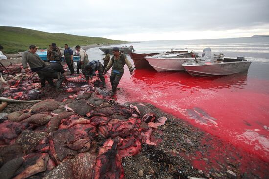 Walrus hunt, Chukotka