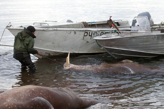 Walrus hunt, Chukotka