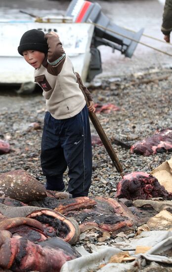 Walrus hunt, Chukotka