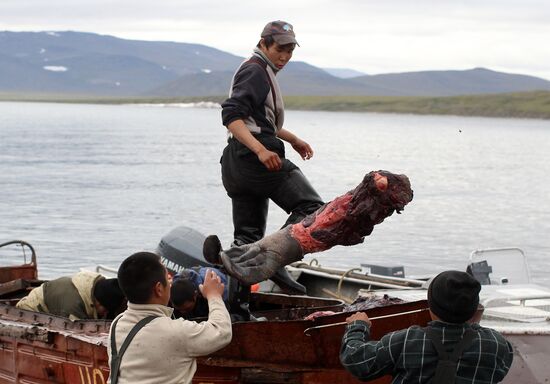 Walrus hunt, Chukotka