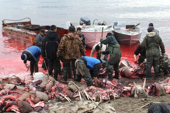 Walrus hunt, Chukotka