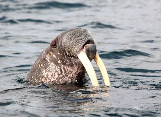 Walrus hunt, Chukotka