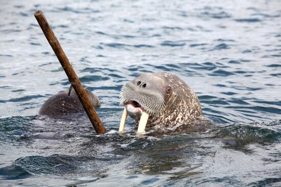 Walrus hunt, Chukotka