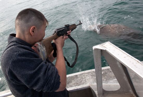 Walrus hunt, Chukotka