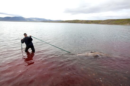 Walrus hunt, Chukotka