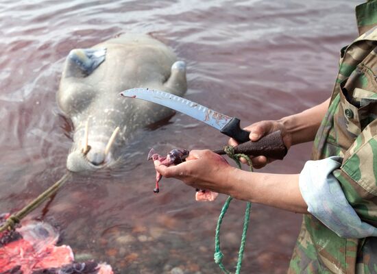 Walrus hunt, Chukotka