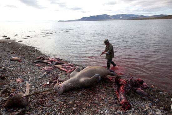 Walrus hunt, Chukotka