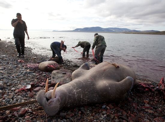 Walrus hunt, Chukotka
