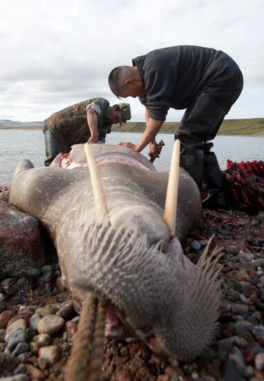 Walrus hunt, Chukotka