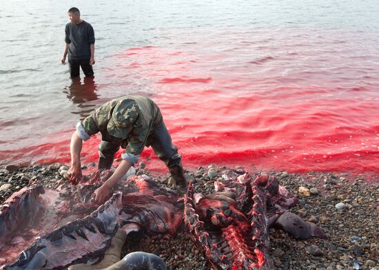 Walrus hunt, Chukotka