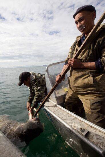Walrus hunt, Chukotka