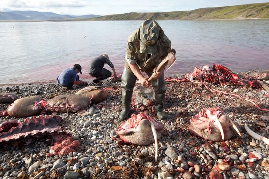 Walrus hunt, Chukotka