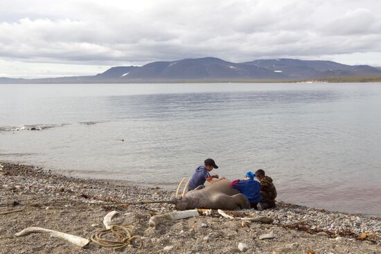 Walrus hunt, Chukotka