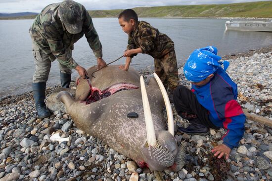 Walrus hunt, Chukotka