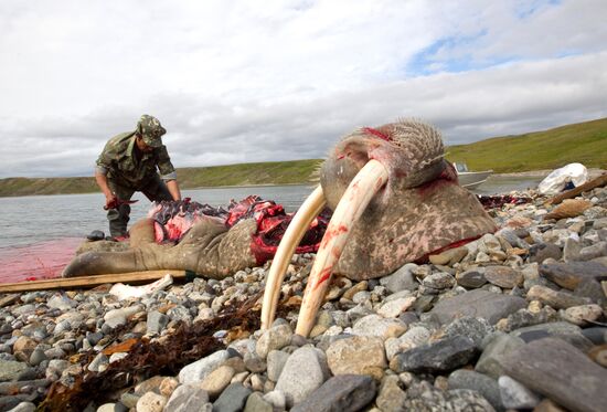 Walrus hunt, Chukotka