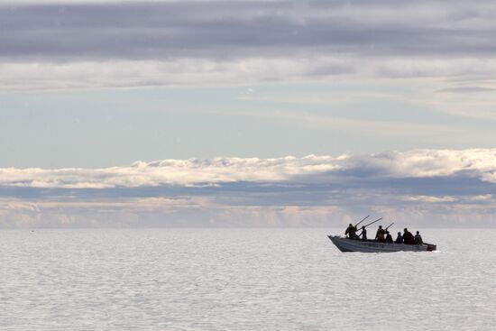 Walrus hunt, Chukotka