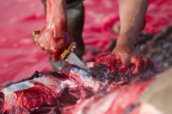 Walrus hunt, Chukotka