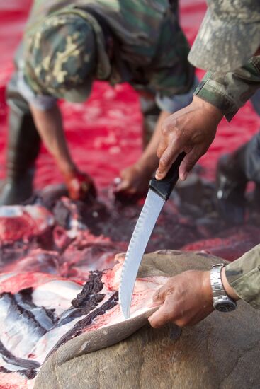 Walrus hunt, Chukotka