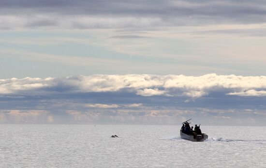Walrus hunt, Chukotka