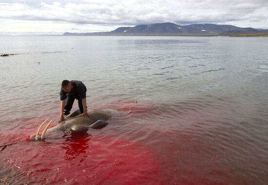 Walrus hunt, Chukotka