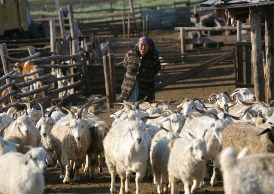 Shepherds encampment in Kara-Sug, Republic of Tyva