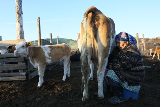 Shepherds encampment in Kara-Sug, Republic of Tyva