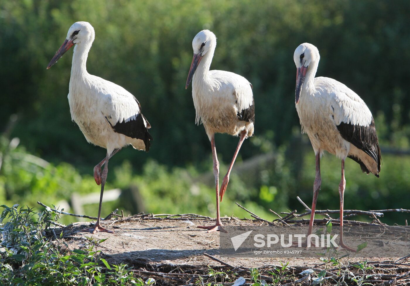Storks in Kaliningrad region