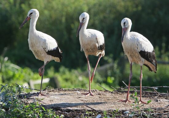 Storks in Kaliningrad region