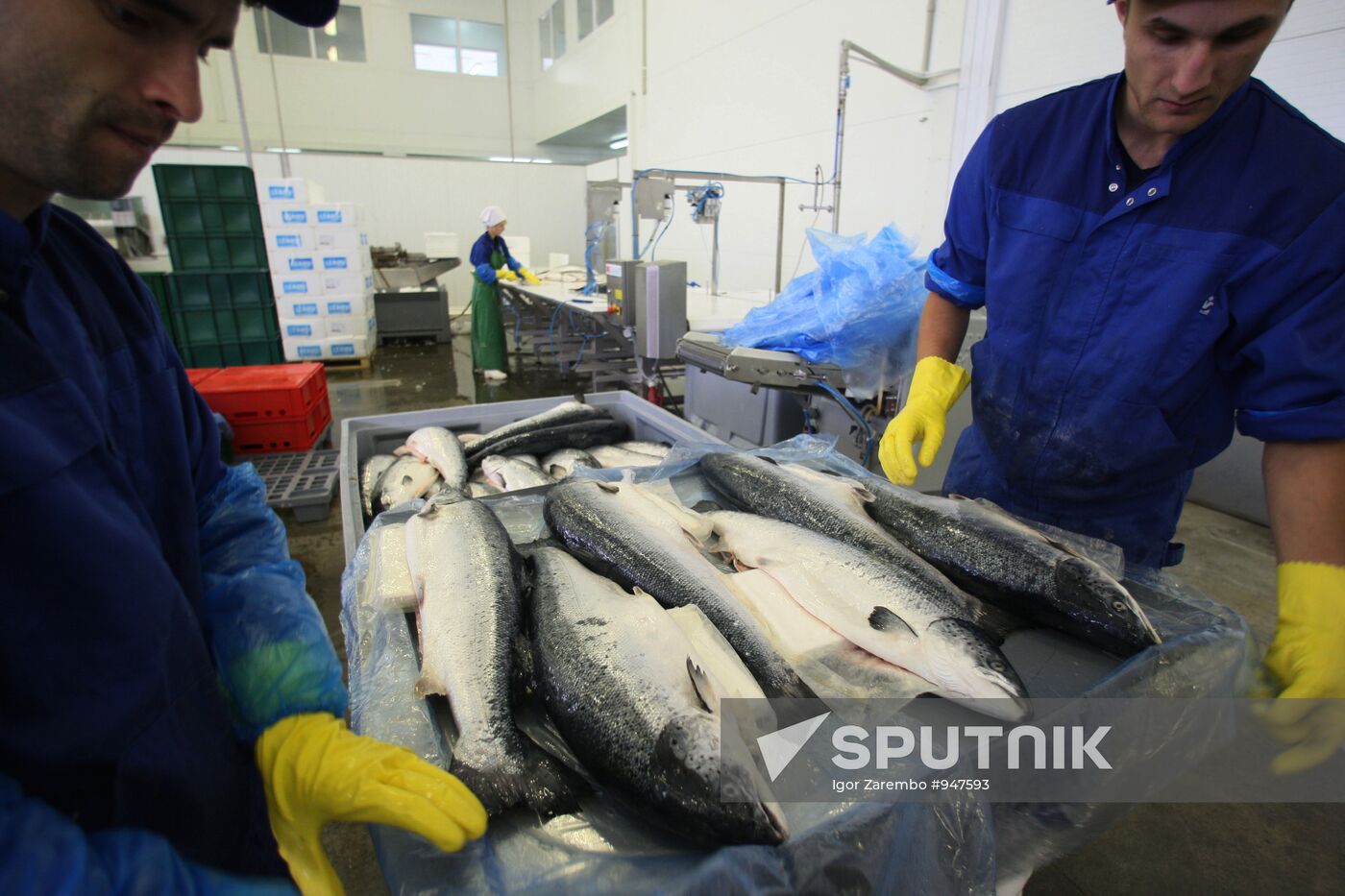 Atlantis fish-processing plant