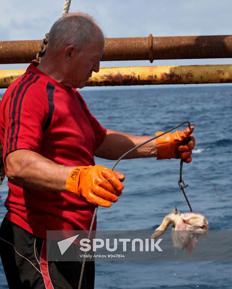 Hunting for sharks in Primorye