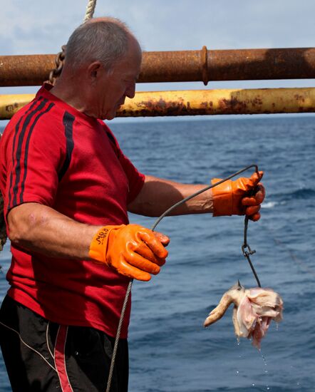 Hunting for sharks in Primorye