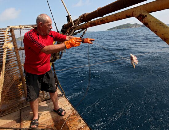 Hunting for sharks in Primorye
