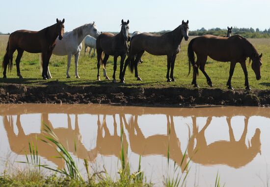 Regions of Russia. Old Shimsk village in Novgorod region