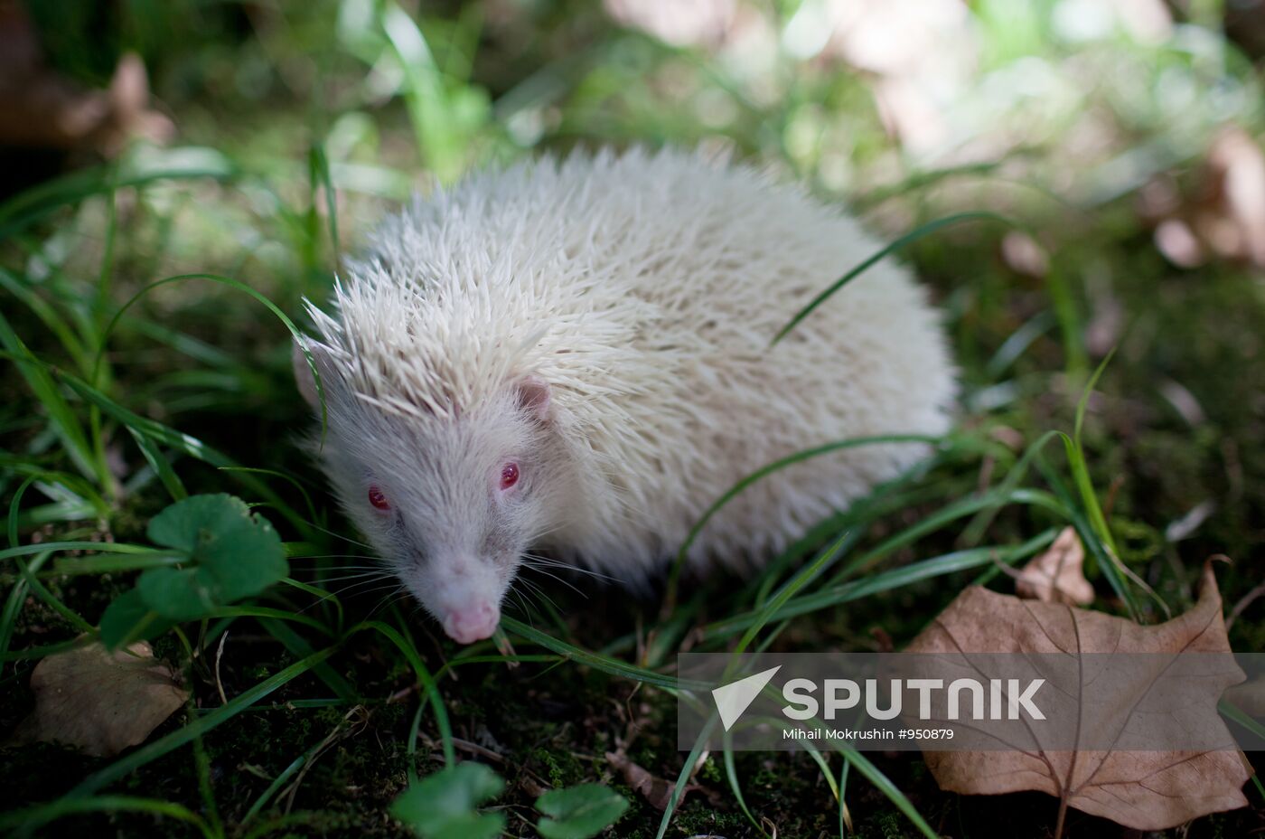 Albino hedgehog appears in Sochi exotarium
