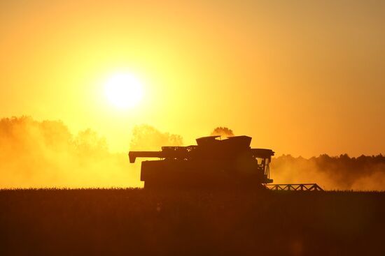 Harvesting wheat in Novosibirsk Region