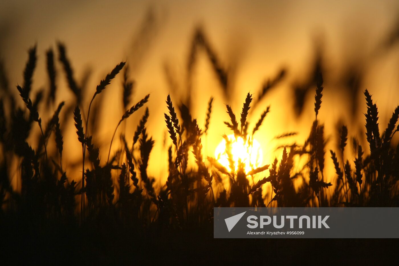 Harvesting wheat in Novosibirsk Region