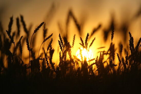 Harvesting wheat in Novosibirsk Region