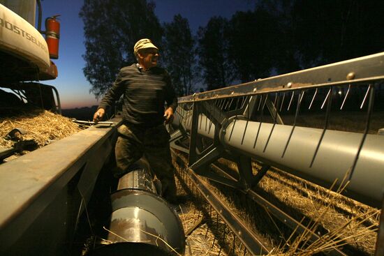 Harvesting wheat in Novosibirsk Region