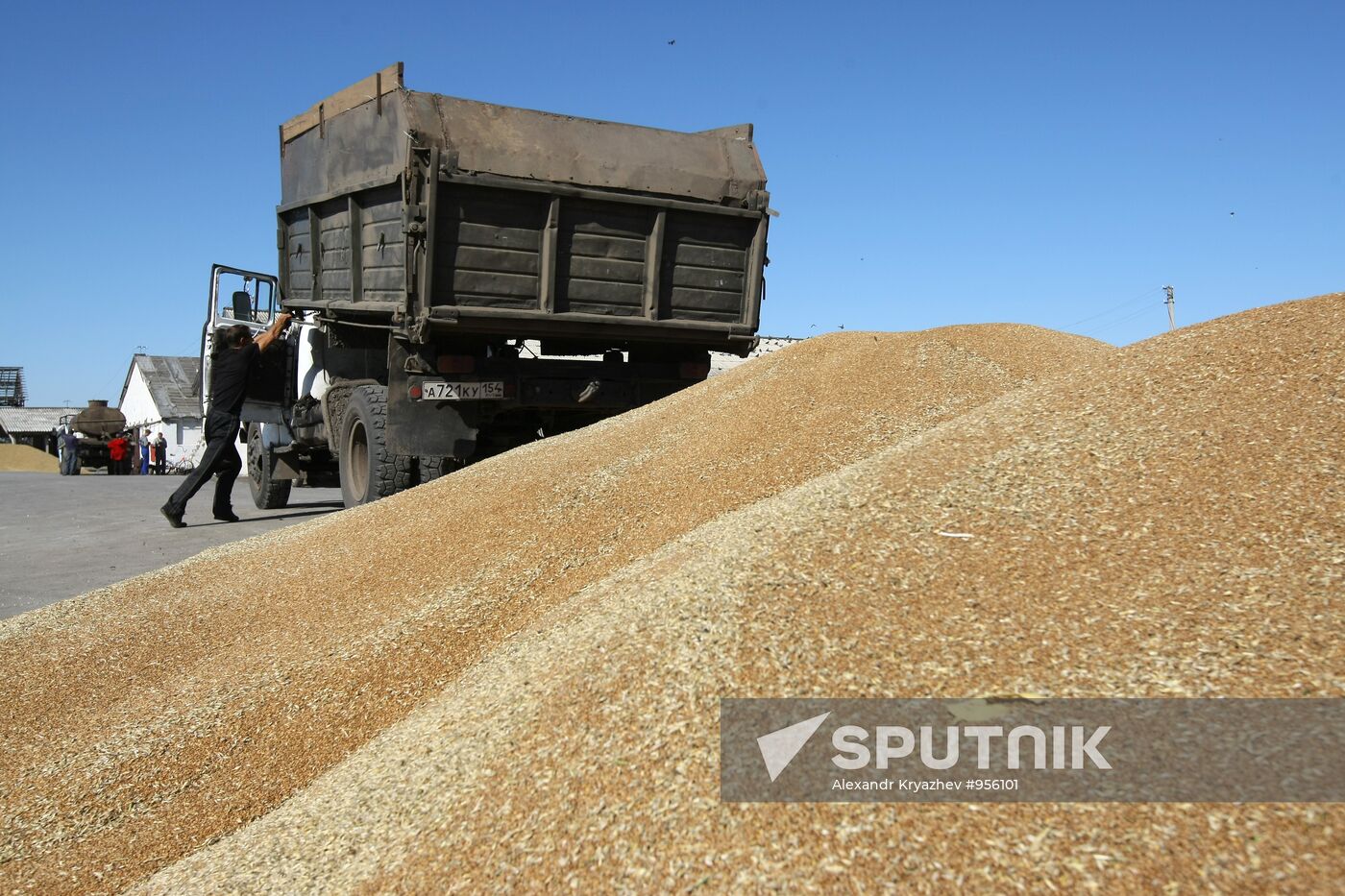 Harvesting wheat in Novosibirsk Region