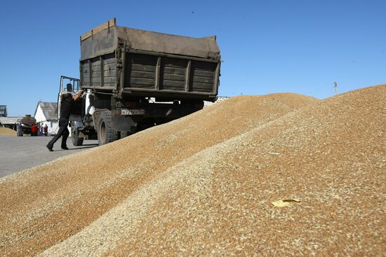 Harvesting wheat in Novosibirsk Region