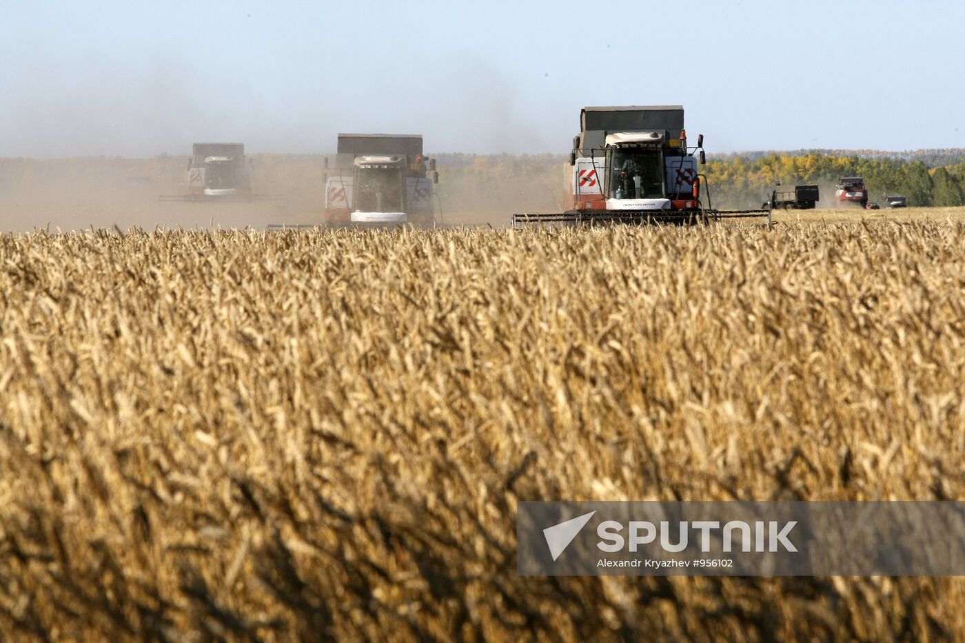 Harvesting wheat in Novosibirsk Region