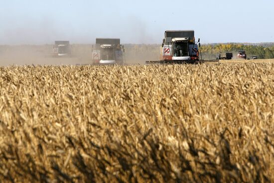 Harvesting wheat in Novosibirsk Region