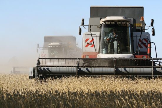 Harvesting wheat in Novosibirsk Region