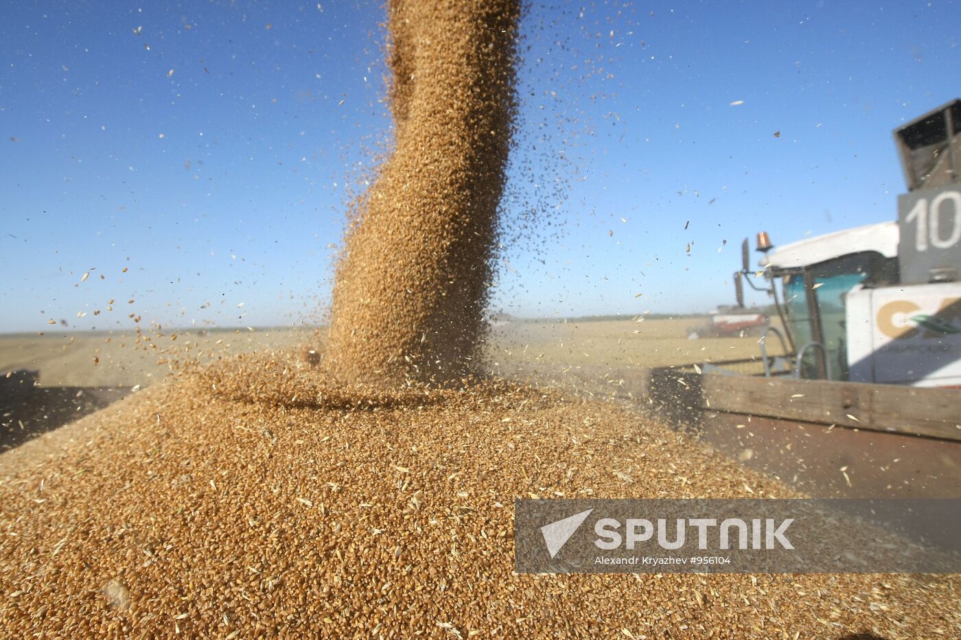 Harvesting wheat in Novosibirsk Region
